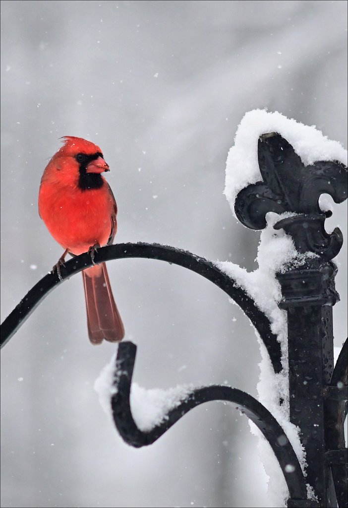 1st Snow of Season