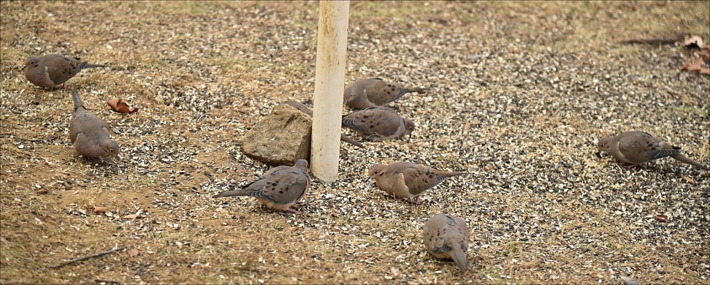 8 Doves