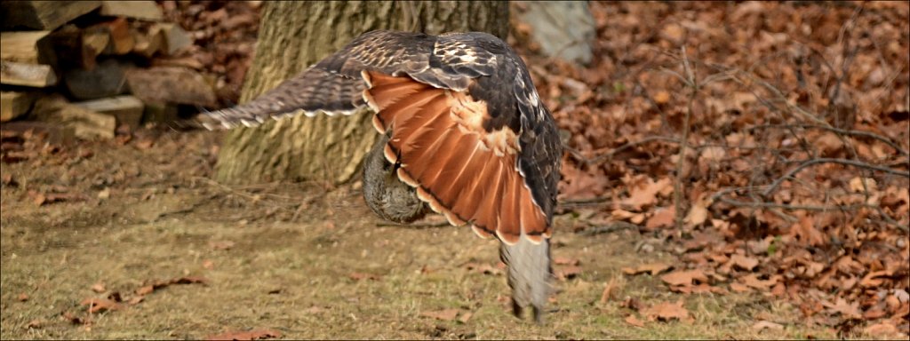 Red Tail Hawk