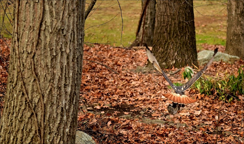 Red Tail Hawk