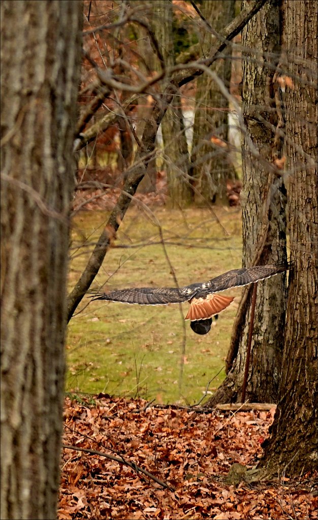 Red Tail Hawk