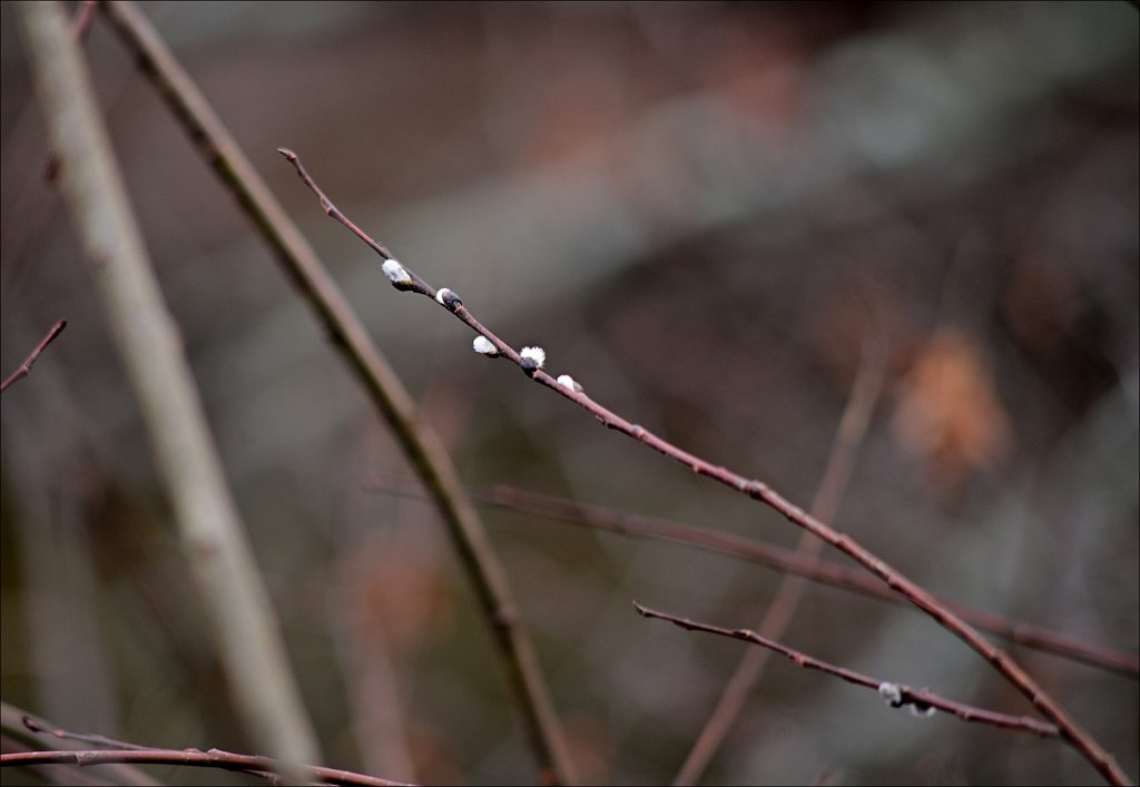Along The Columbia Trail