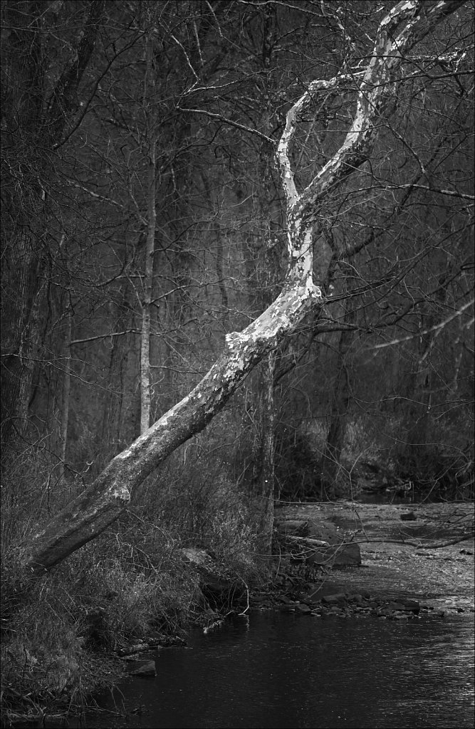 Along The Columbia Trail
