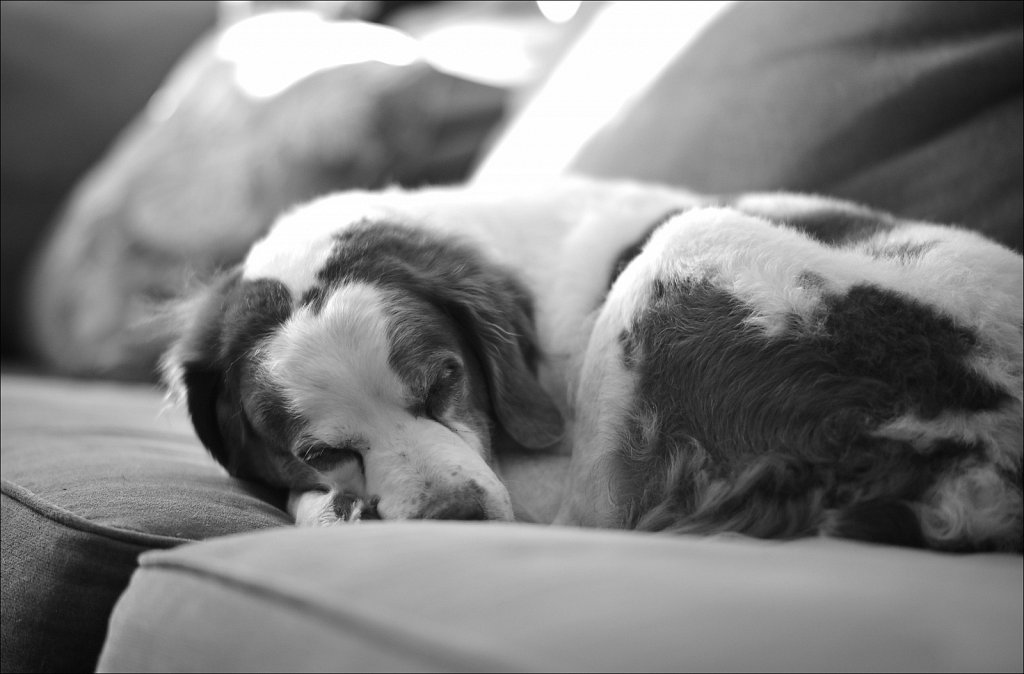 Copper getting some Rest