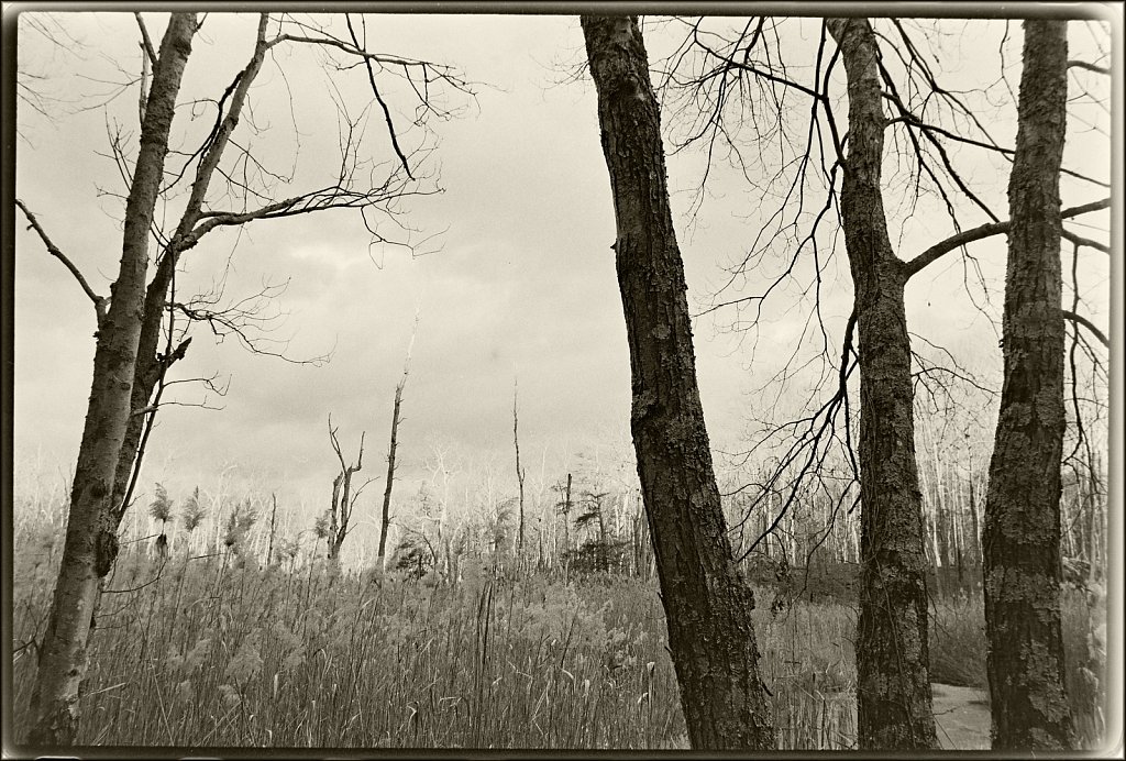 Along the Sussex Branch Trail