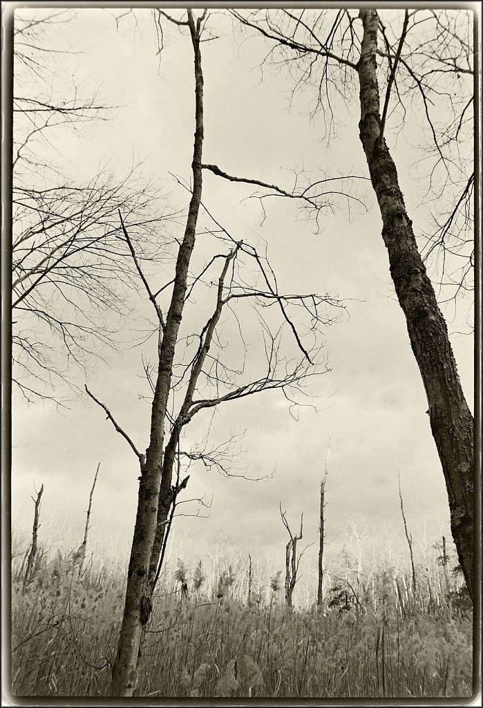 Along the Sussex Branch Trail