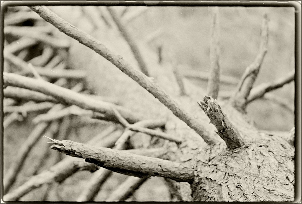 Along the Sussex Branch Trail