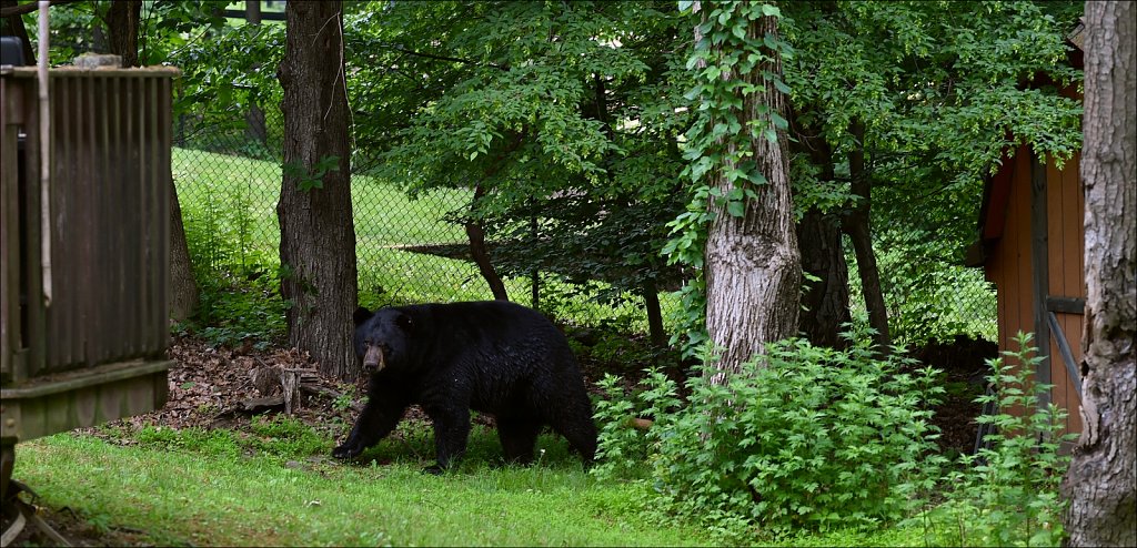 Black Bear