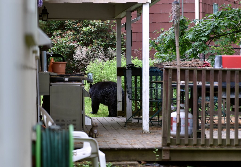 Black Bear