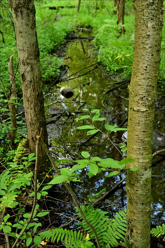 Sussex Branch Trail