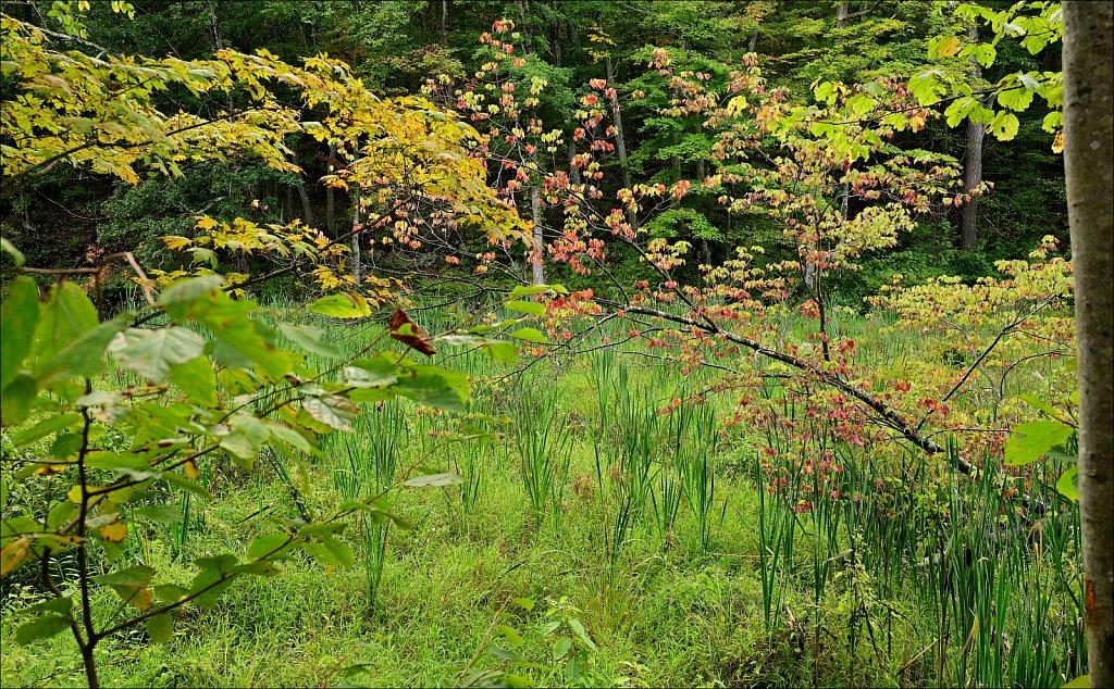 Sussex Branch Trail