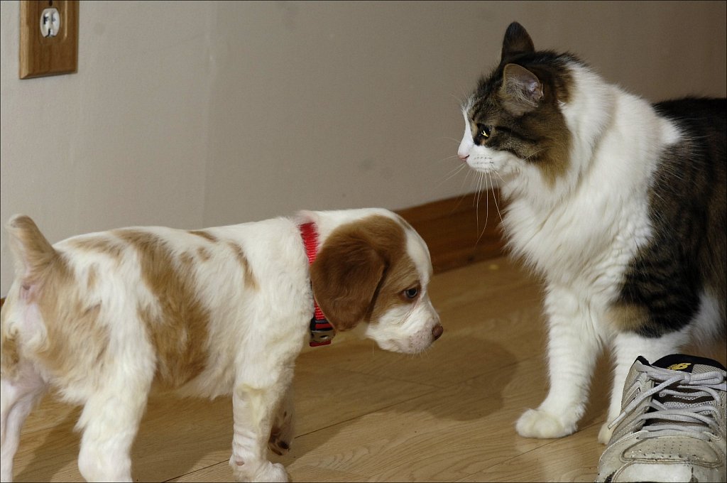 Copper's First Day at Home