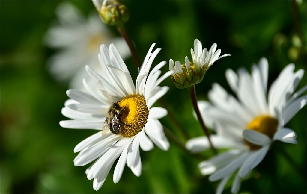 Daisy and Bee