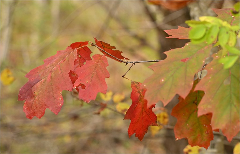 Fall 2025 Upstate NY